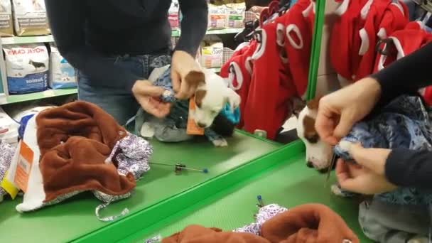 Bir köpek içinde belgili tanımlık stok giyen kadın — Stok video