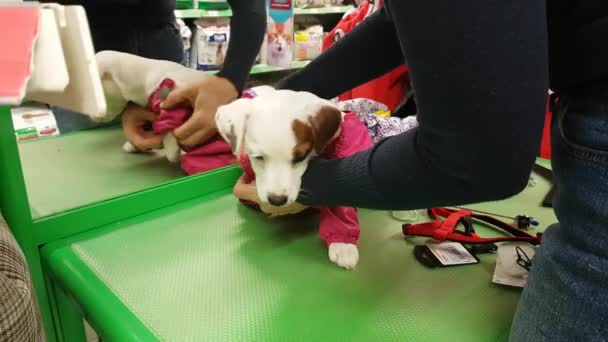 Mulher vestindo um cachorro na loja — Vídeo de Stock