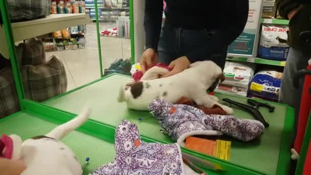 Vrouw die een pup draagt in de winkel — Stockvideo