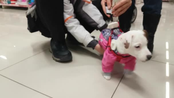 Vrouw die een pup draagt in de winkel — Stockvideo