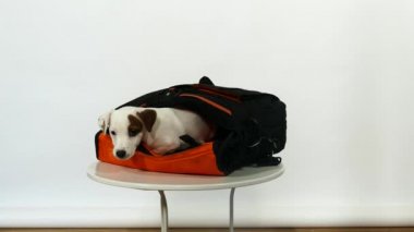Çanta içinde beyaz köpek yavrusu