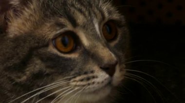 Kedi yüz görünümü kapatın