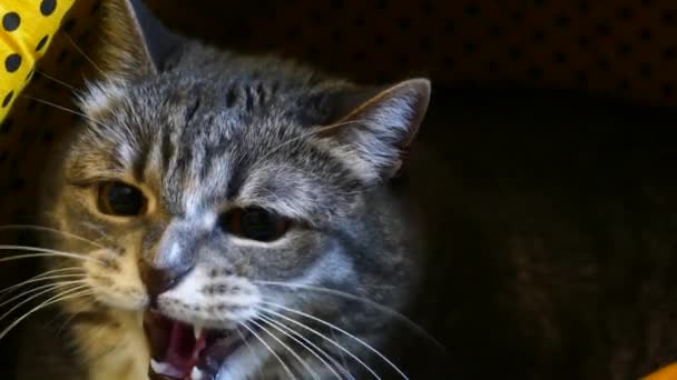 Cat Hisses em algo — Vídeo de Stock