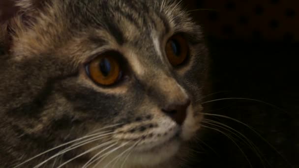 Kedi yüz görünümü kapatın — Stok video