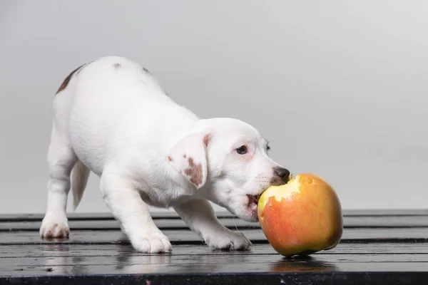 Pequeno cachorro terrier com grande maçã vermelha — Fotografia de Stock
