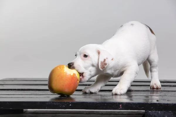 小狗小狗与大红色苹果 — 图库照片