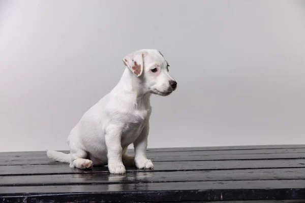 Pequeno cachorro terrier no estúdio — Fotografia de Stock
