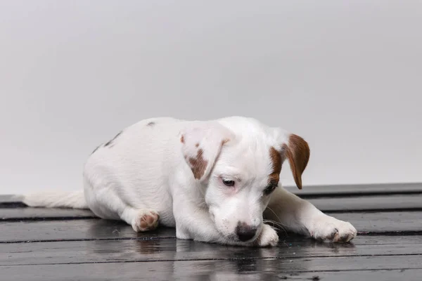 Pequeno cachorro terrier no estúdio — Fotografia de Stock