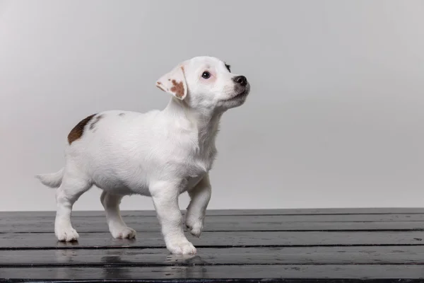 Piccolo cucciolo terrier in studio — Foto Stock