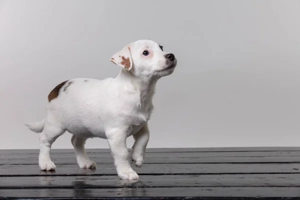 Pequeño perrito terrier en el estudio — Foto de Stock