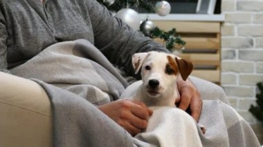 Küçük terrier köpek yavrusu üzerinde tur mans