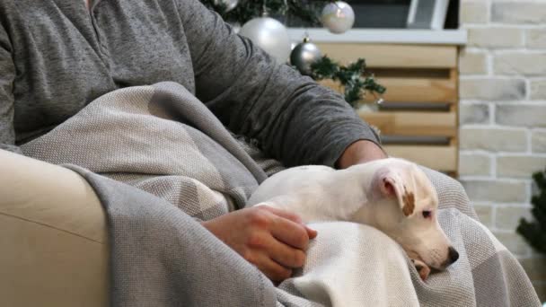 Small terrier puppy on the mans lap — Stock Video