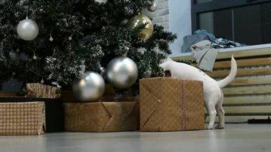 Xmas ağacının önünde küçük bir teriyer köpeği.
