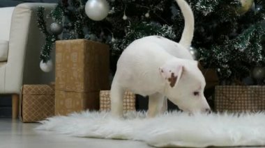 Xmas ağacının önünde küçük bir teriyer köpeği.