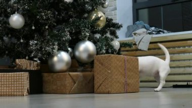 Xmas ağacının önünde küçük bir teriyer köpeği.