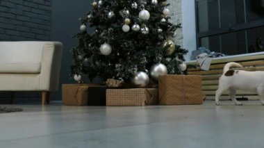 Xmas ağacının önünde küçük bir teriyer köpeği.