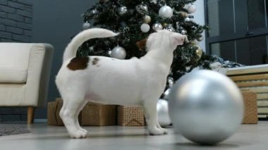Xmas ağacının önünde küçük bir teriyer köpeği.