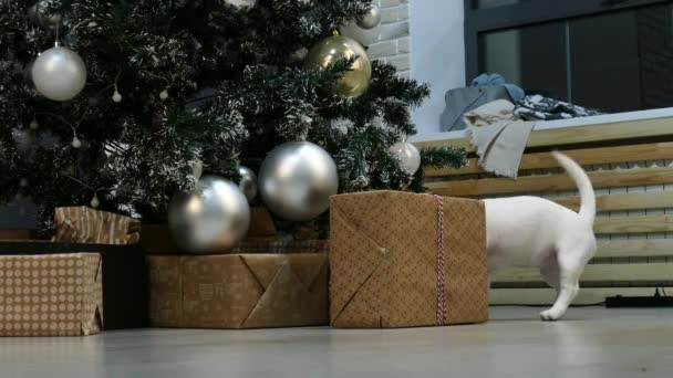 Pequeño cachorro terrier delante del árbol de Navidad — Vídeo de stock