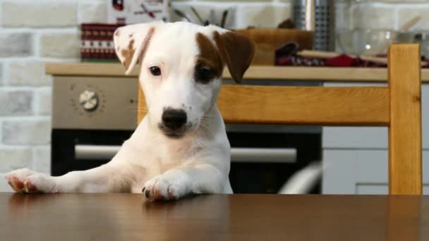 Petit chien blanc à la table — Video