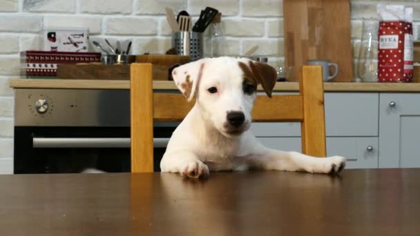 Jack Russell Terier Szczeniak Siedział Przy Stole Kuchni — Wideo stockowe