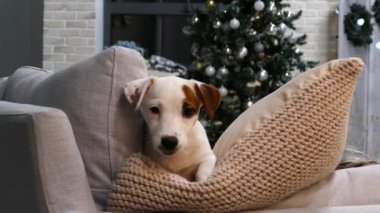 Xmas ağacının önünde küçük bir teriyer köpeği.