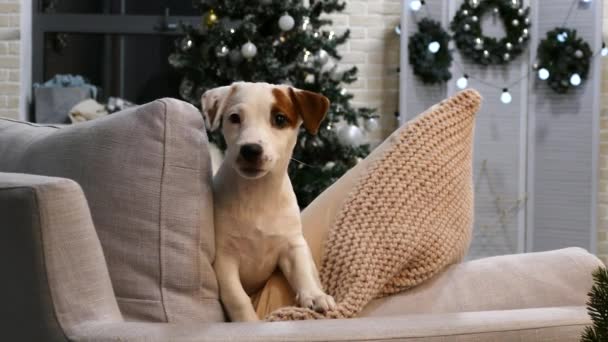 Kleine terriër puppy voor kerstboom — Stockvideo