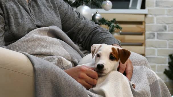 Piccolo cucciolo terrier sul grembo mans — Video Stock