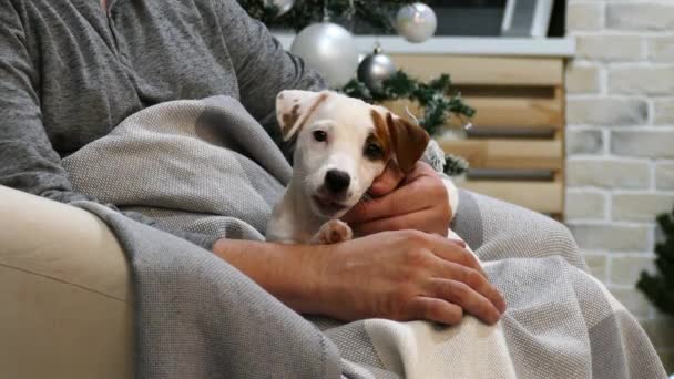 Small terrier puppy on the mans lap — Stock Footage Small terrier puppy on the mans lap Stock Footage