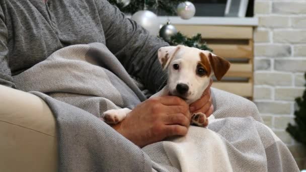 Petit chiot terrier sur les genoux mans — Video