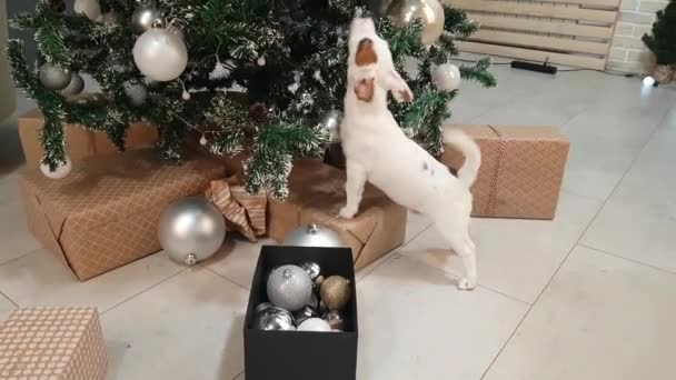 Pequeño cachorro terrier delante del árbol de Navidad — Vídeo de stock