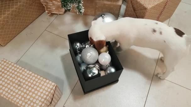 Pequeno cachorro terrier na frente da árvore de xmas — Vídeo de Stock