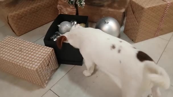 Pequeño cachorro terrier delante del árbol de Navidad — Vídeos de Stock