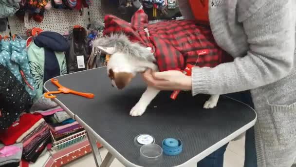 Mujer con un cachorro en la tienda — Vídeo de stock