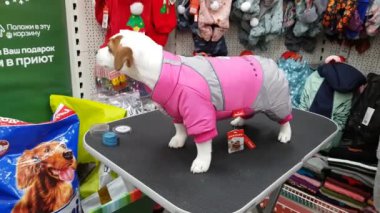 Bir köpek içinde belgili tanımlık stok giyen kadın