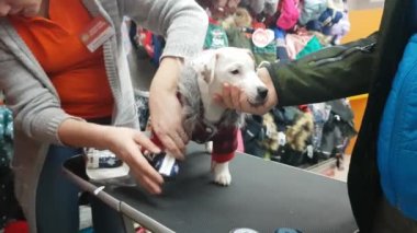 Bir köpek içinde belgili tanımlık stok giyen kadın