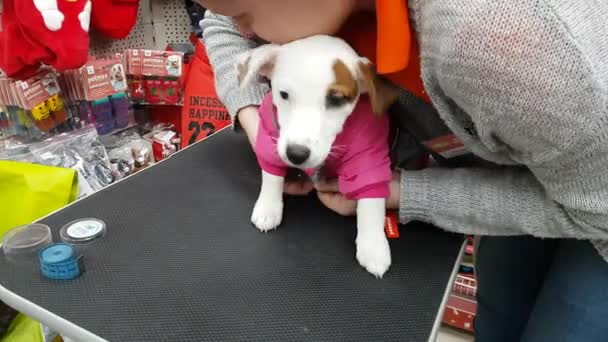 Mulher vestindo um cachorro na loja — Vídeo de Stock