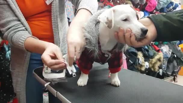 Pequeno Cachorro Terrier Branco Loja Animais Veste Cão Macacão Dec — Vídeo de Stock