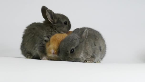 Grupo Pequeños Conejos Sobre Fondo Blanco Estudio — Vídeo de stock