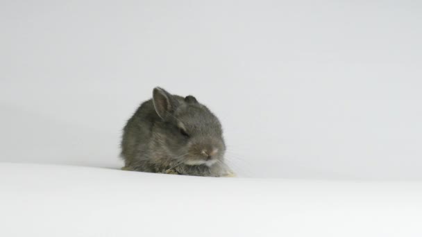 白色背景的小灰色兔子在演播室 — 图库视频影像