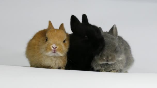 Skupina králíků ve studiu — Stock video
