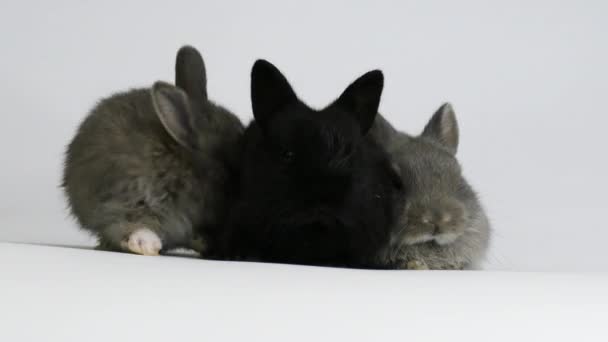 Skupina králíků ve studiu — Stock video