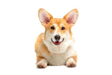 corgi köpek izole kabarık