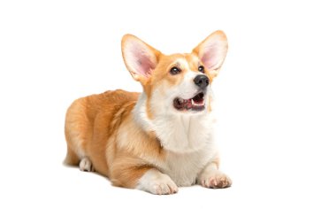 corgi köpek izole kabarık
