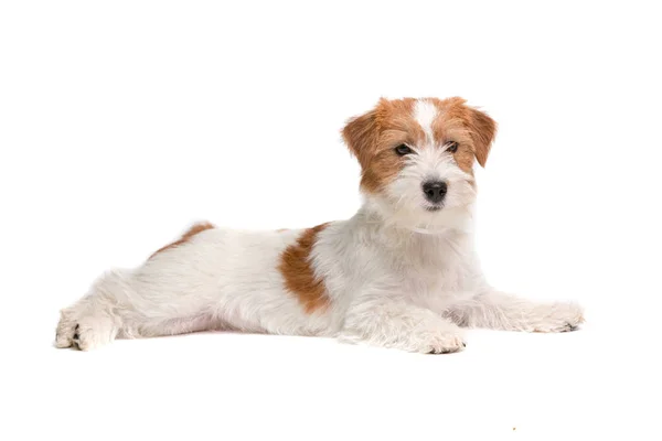 Jack Russell Terrier Przewodniczący — Zdjęcie stockowe