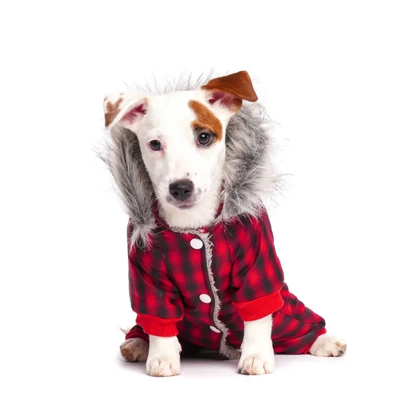 Cão engraçado no inverno desgaste — Fotografia de Stock
