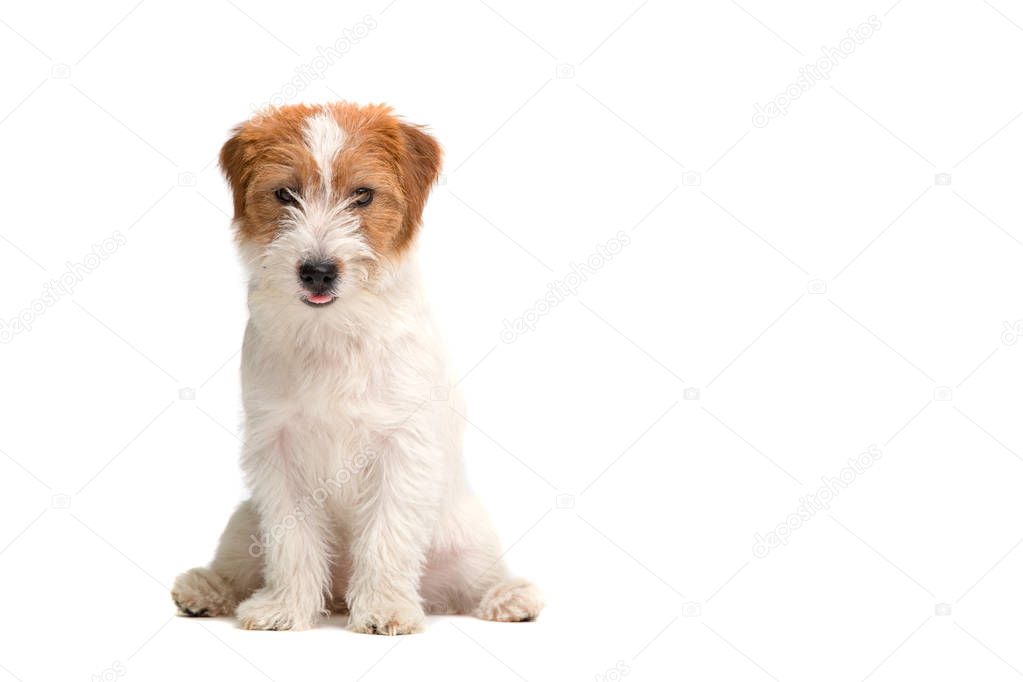 Jack Russell Terrier