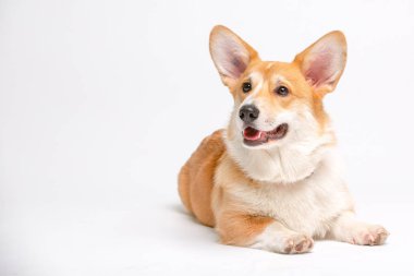 corgi köpek izole kabarık