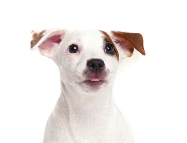 Jack Russell Terrier close up retrato — Fotografia de Stock