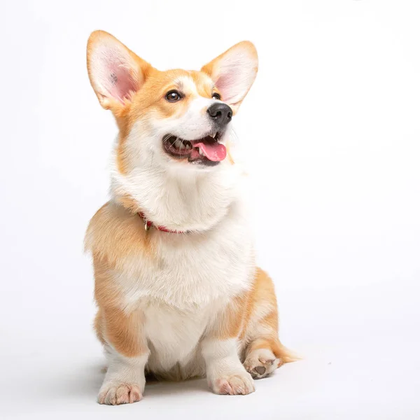 Corgi köpek izole kabarık — Stok fotoğraf