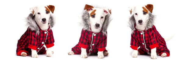 Funny dog in winter wear — Stock Photo, Image